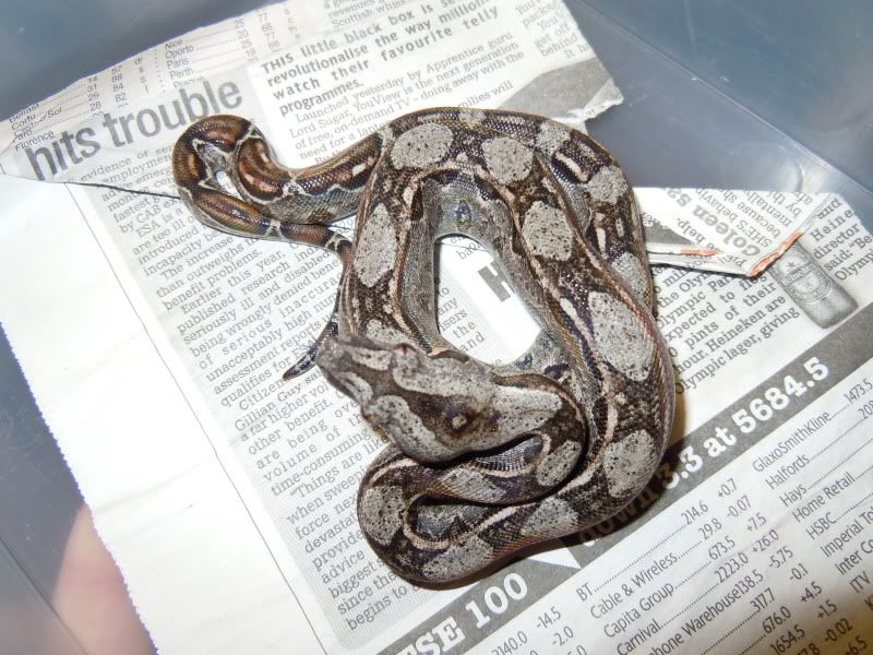 Leopard litter Reptile Forums